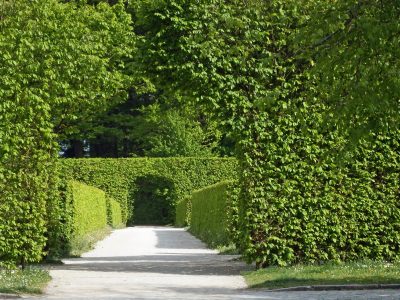 Gartenhecke – grüner Sichtschutz mit Heckenpflanzen